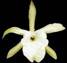 Rhyncholaelia glauca
