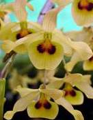 Dendrobium friedericksianum