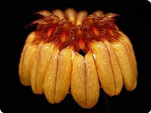 Bulbophyllum sikkimense 