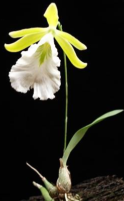 Encyclia mariae (Euchile mariae)