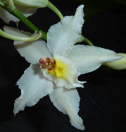 Odontoglossum crispum