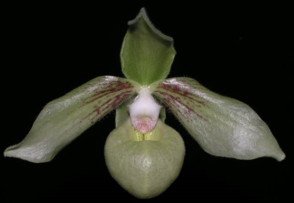 Paphiopedilum jackii