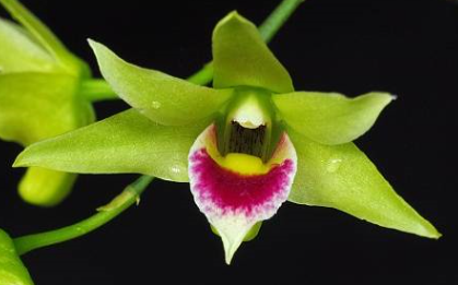 Dendrobium officinale
