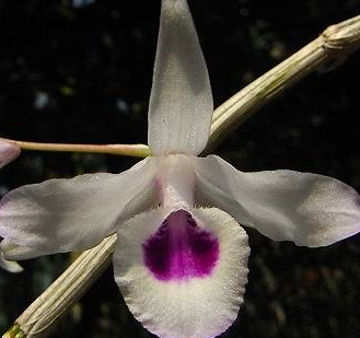 Dendrobium transparens