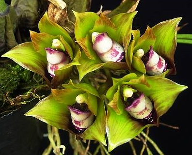 Bifrenaria tetragona