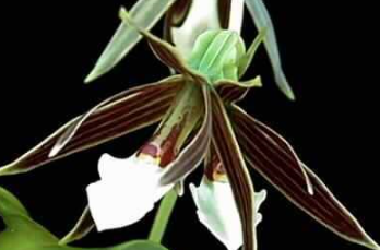 Encyclia campylostalix (Pollardia)
