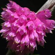 Dendrobium purpureum