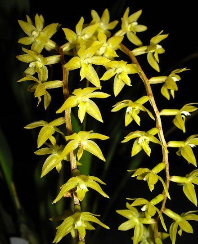 Dendrochilum pangasinanense