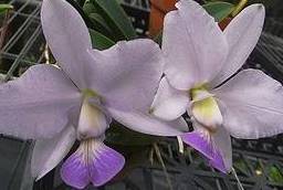 Cattleya walkeriana var. coerulea