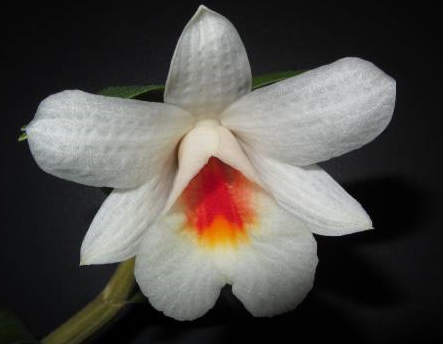Dendrobium fuerstenbergianum 