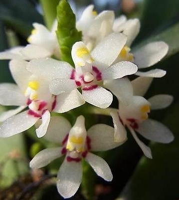 Tuberolabium phillipsii