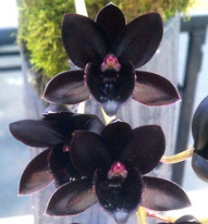 Fredclarkeara After Dark SVO Black Pearl FCC/AOS