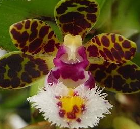 Gastrochilus bellinus - navázána