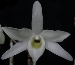 Dendrobium moniliforme