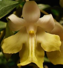 Dendrobium uniflorum