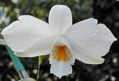 Dendrobium wattii