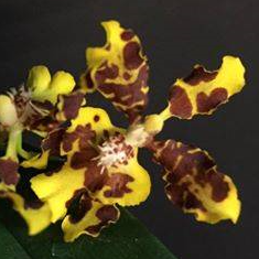 Oncidium zelenkoanum