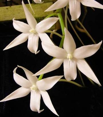 Aerangis articulata - volně