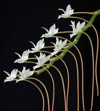 Aerangis ellisii