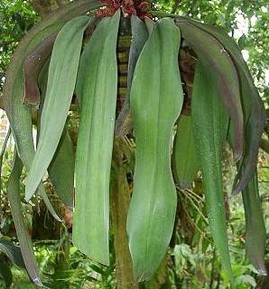 Bulbophyllum phalaenopsis