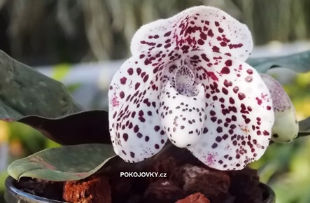 Paphiopedilum bellatulum
