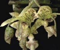 Stanhopea deltoidea
