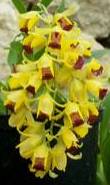 Baptistonia echinata (Gomesa echinata)