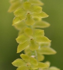 Dendrochilum filiforme