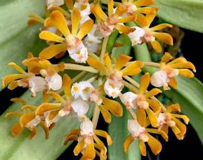 Gastrochilus rutilans - navázána