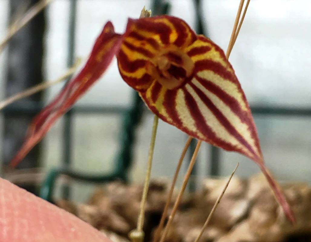 Lepanthes inca