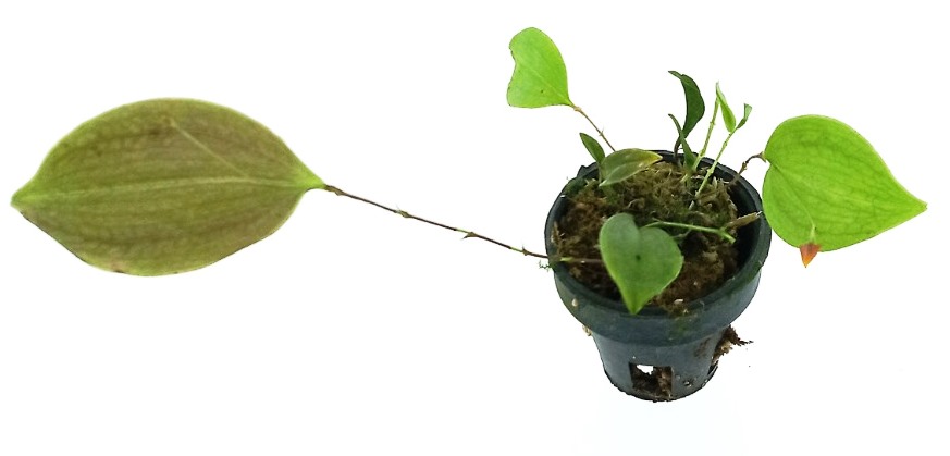 Lepanthes niesseniae