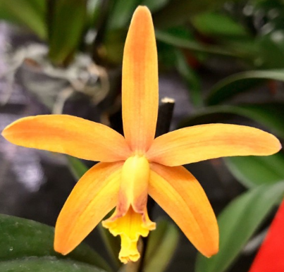 Laeliocattleya Seagulls Gem