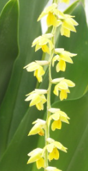 Dendrochilum cobbianum