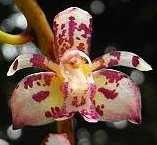 Thecostele alata