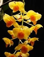 Dendrobium griffithianum