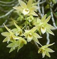 Dendrobium tosaense var. alba
