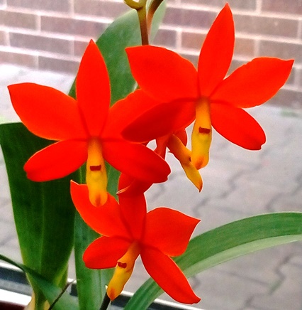 Encyclia vitelina (Prosthechea)