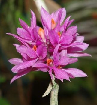 Dendrobium bracteosum Pink