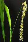 Dendrochilum magnum