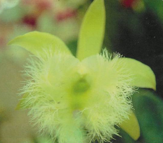 Rhyncholaelia digbyana 