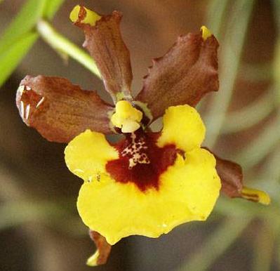 Oncidium eurycline - navázána