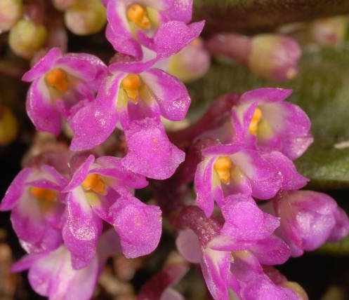 Schoenorchis seidenfadenii