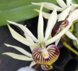 Encyclia Green Hornet