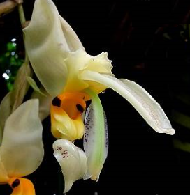 Stanhopea embreei