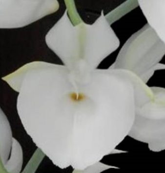 Catasetum pileatum var. alba