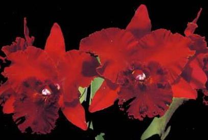 Brassolaeliocattleya Chia Lin 'New City' AM/AOS