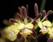 Encyclia alata