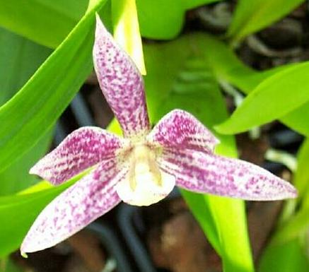 Encyclia garciana (Anacheilium, Prosthechea)