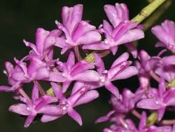 Micropera rostrata