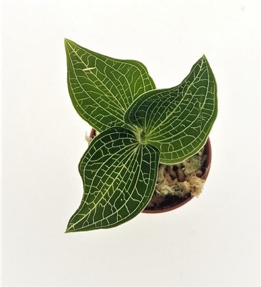 Anoectochilus siamensis